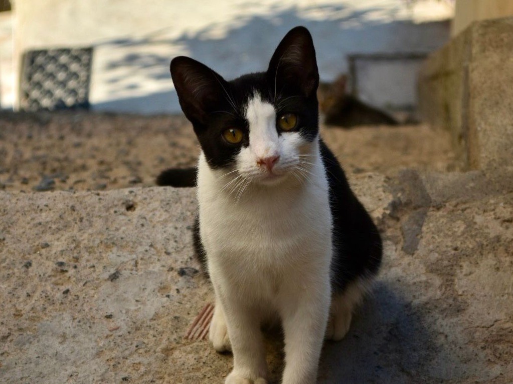 Adozione gatto, maschio, Razza sconosciuta Razza sconosciuta, 6 mesi, taglia non valida, Enna