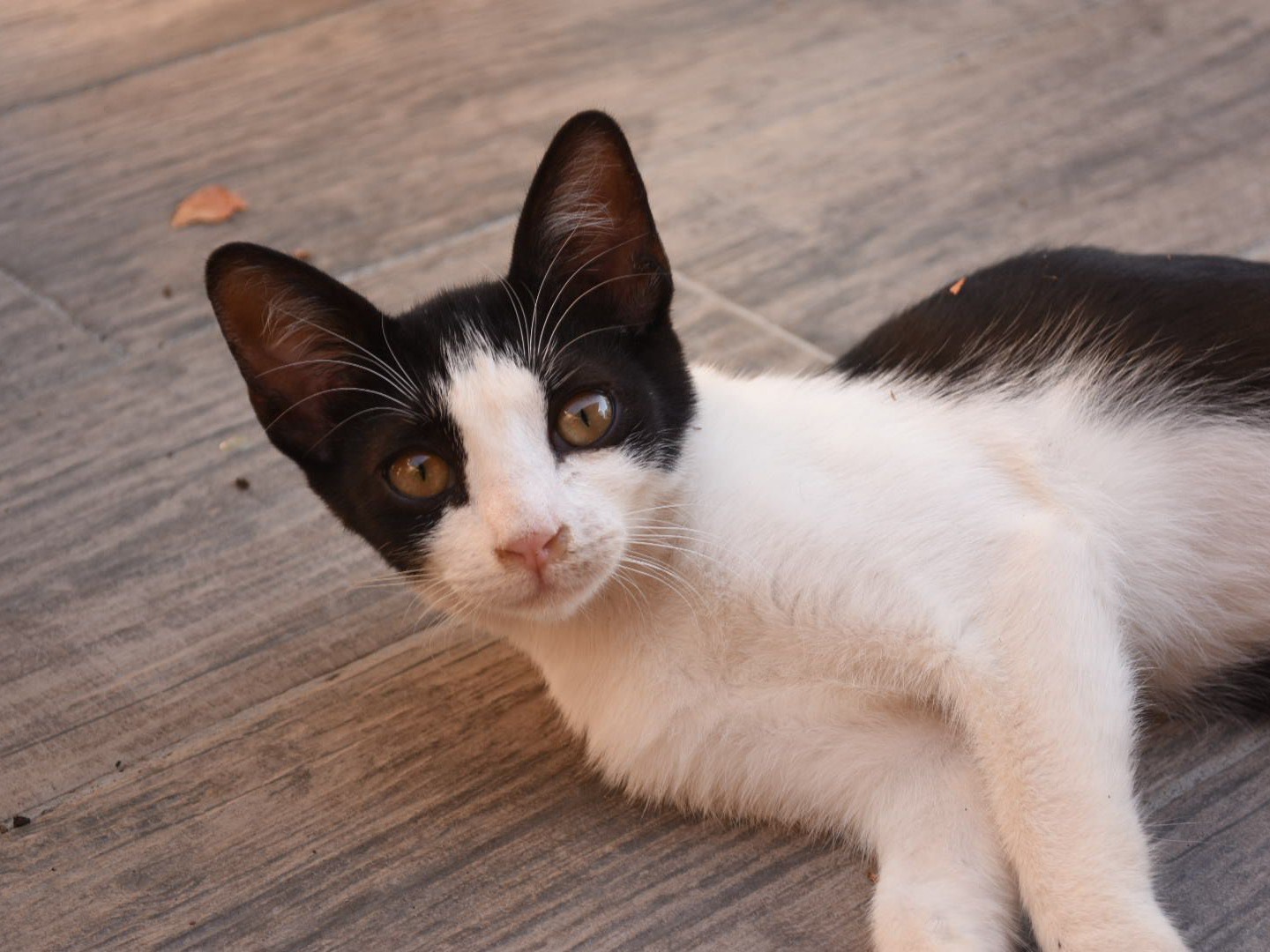 Adotta un gatto, taglia non valida, maschio, Enna