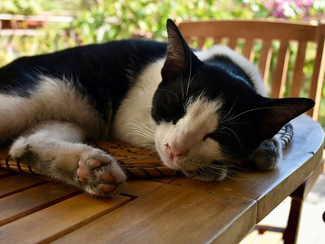 Vuoi adottare un gatto a Enna?