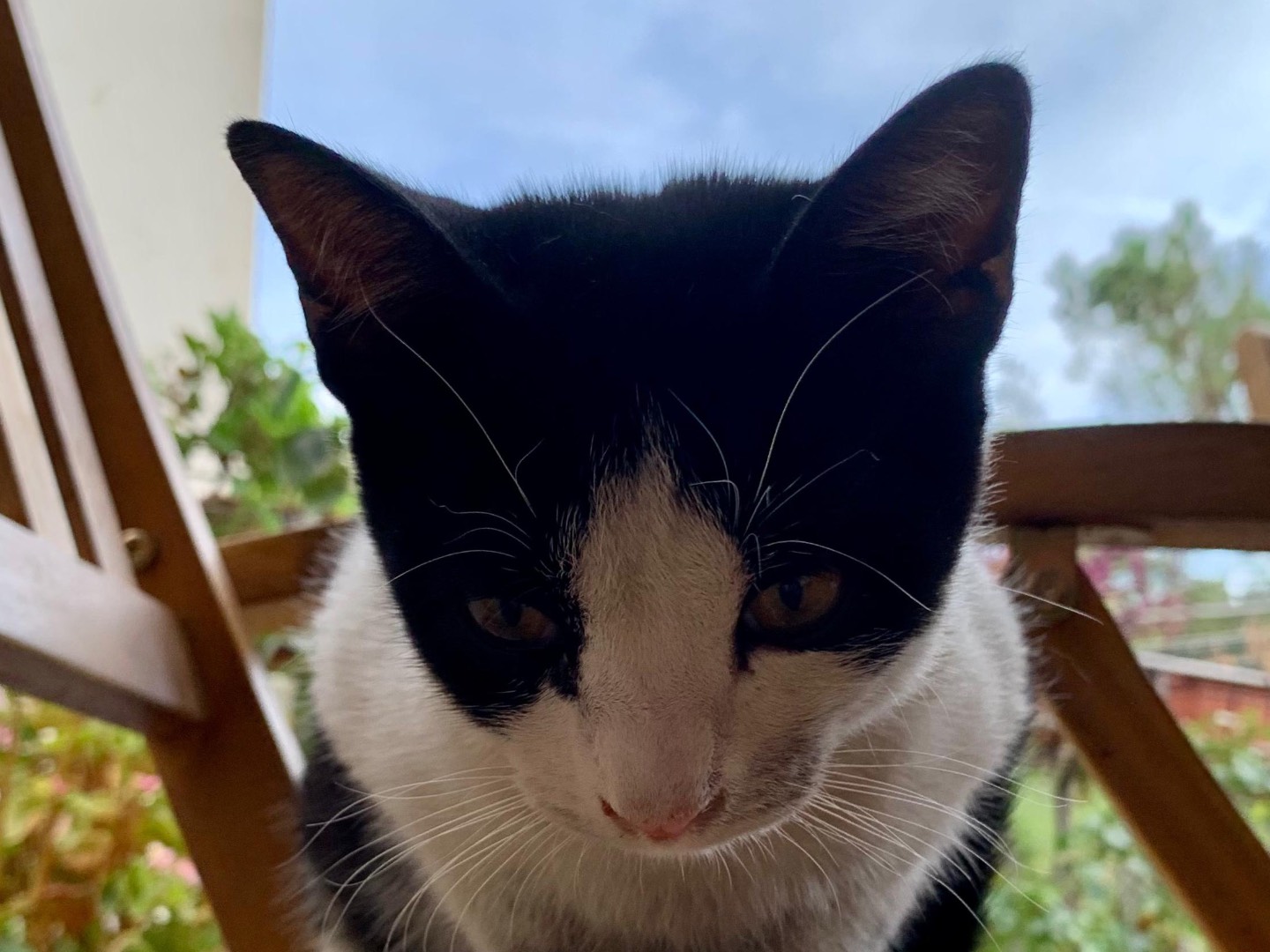 Adotta il gatto Tanino a Enna