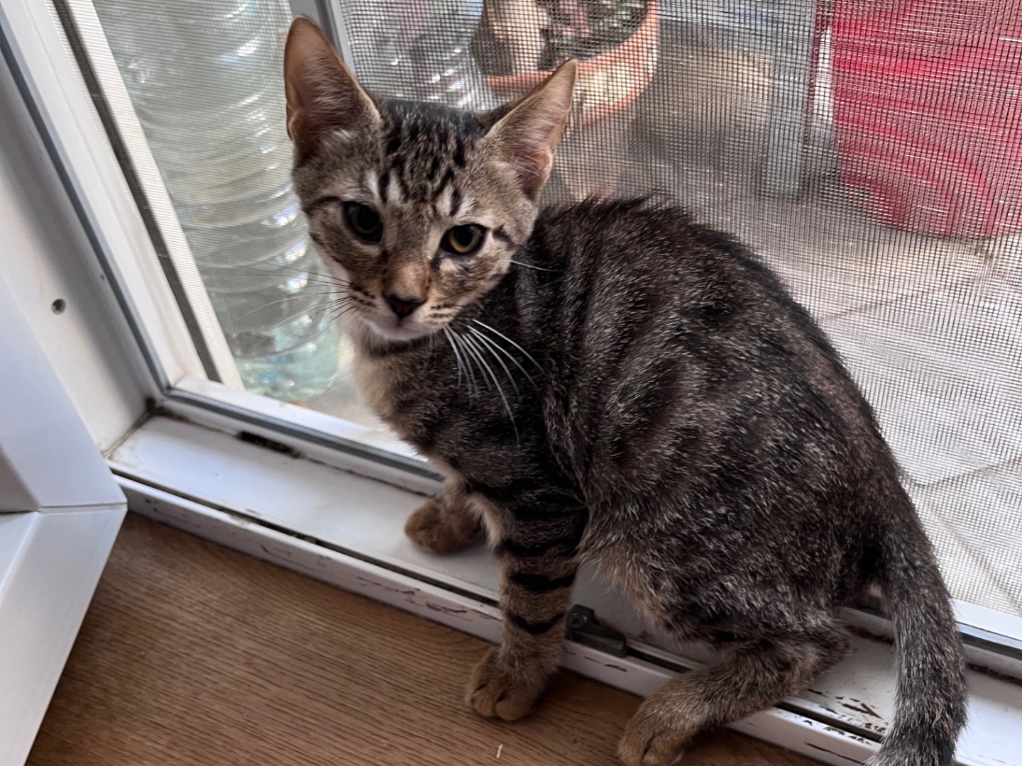Vuoi adottare un gatto a Padova?