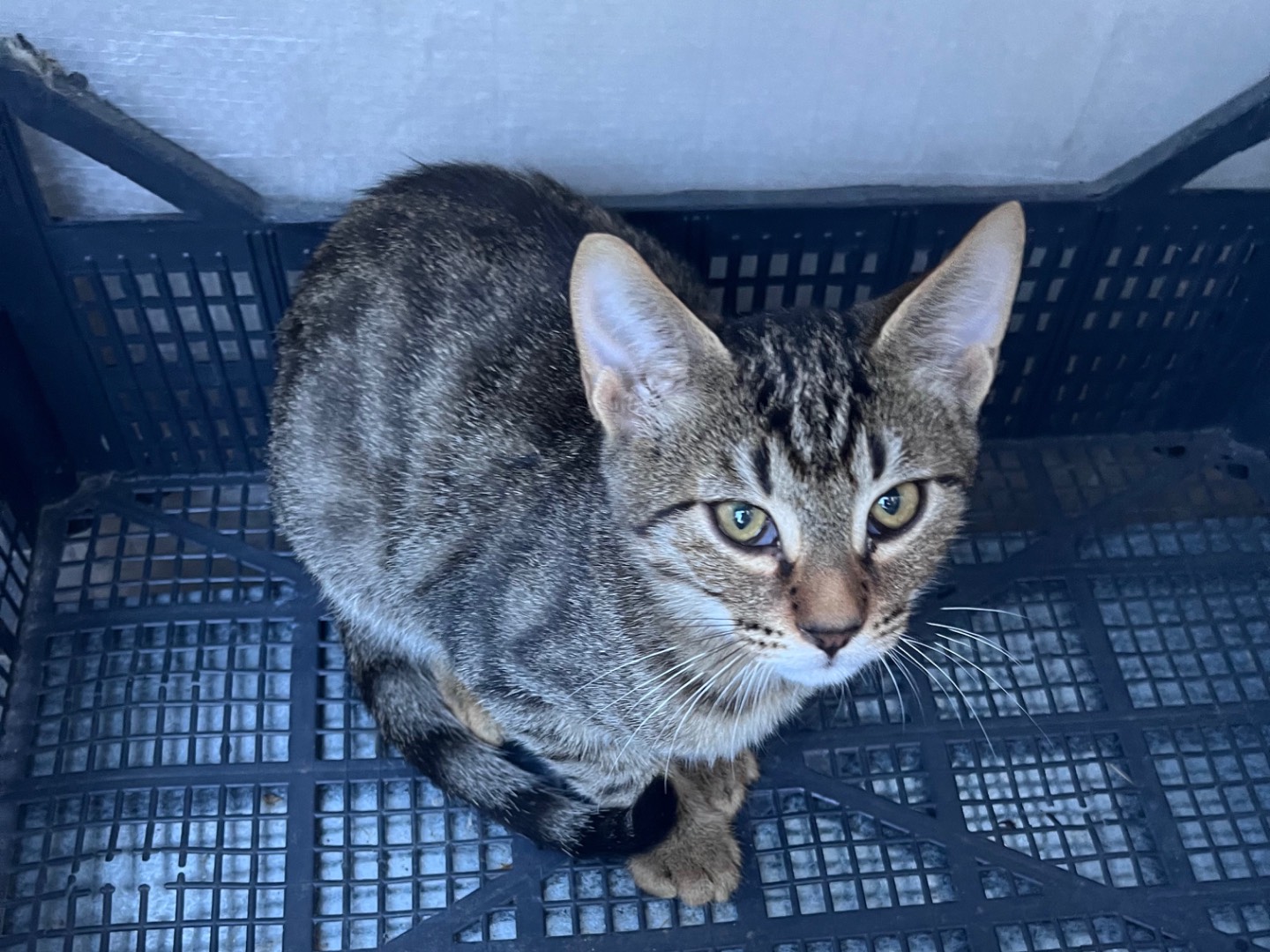 Adotta il gatto Data a Padova