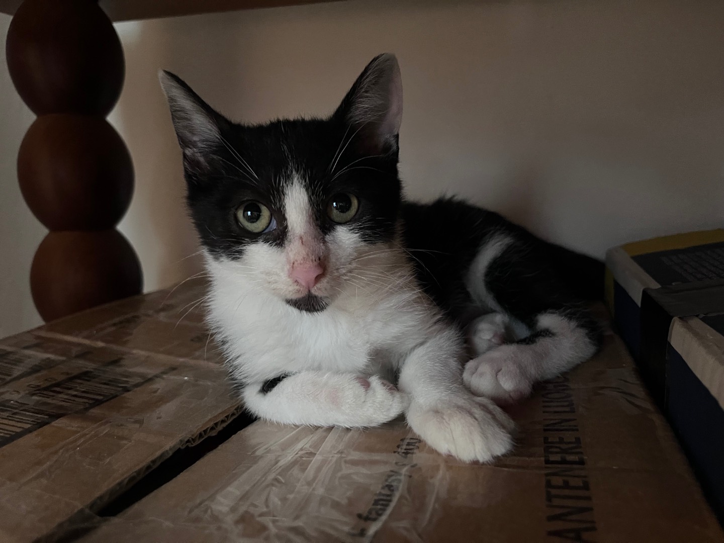 Adozione gatto, maschio, Razza sconosciuta Razza sconosciuta, 3 mesi, taglia non valida, Vicenza