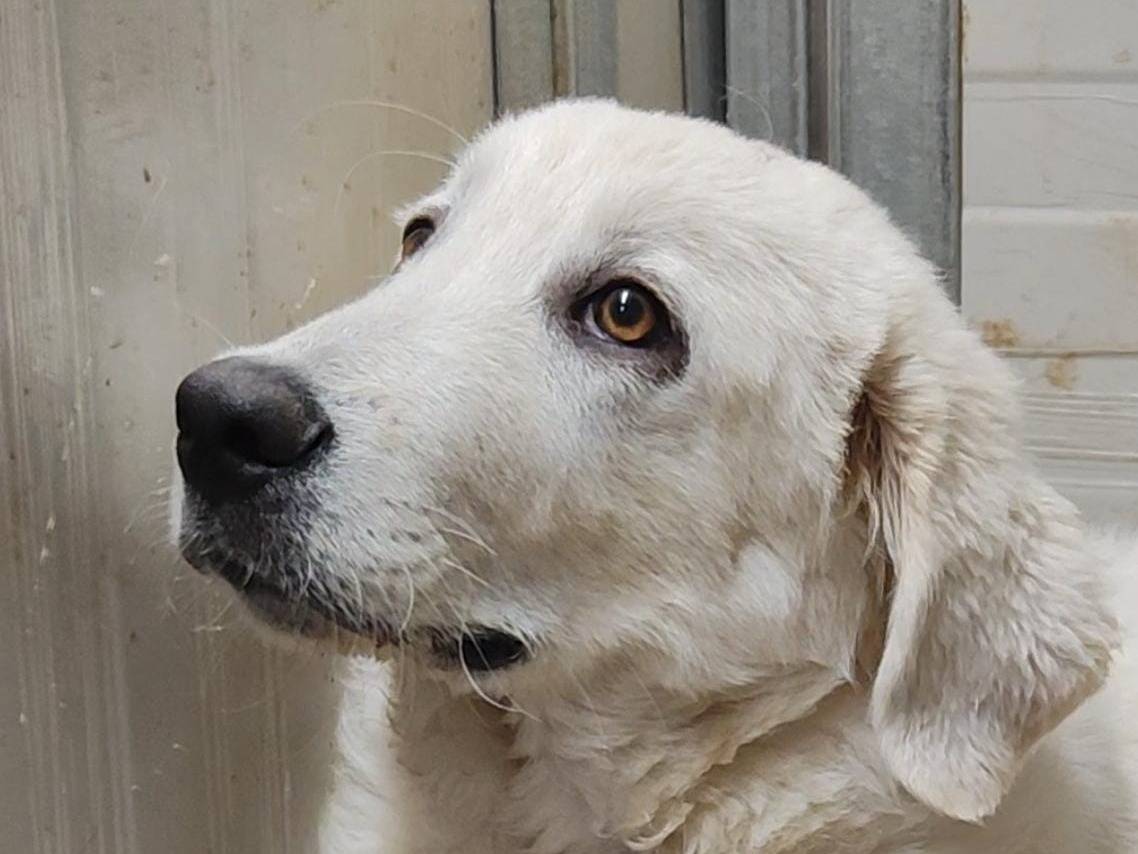 Adozione cane, maschio, Labrador Retriever Razza sconosciuta, 4 mesi, taglia media, Trapani