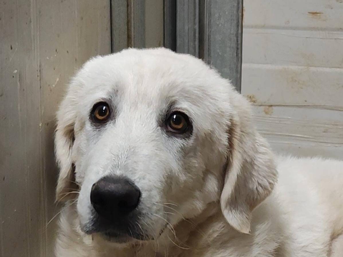 Adotta un cane, maschio, 4 mesi, Trapani
