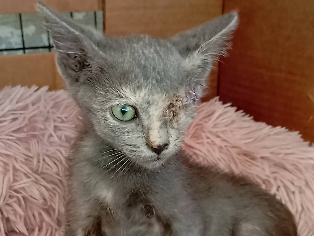Adozione gatto, femmina, Razza sconosciuta Razza sconosciuta, 3 mesi, taglia non valida, Latina