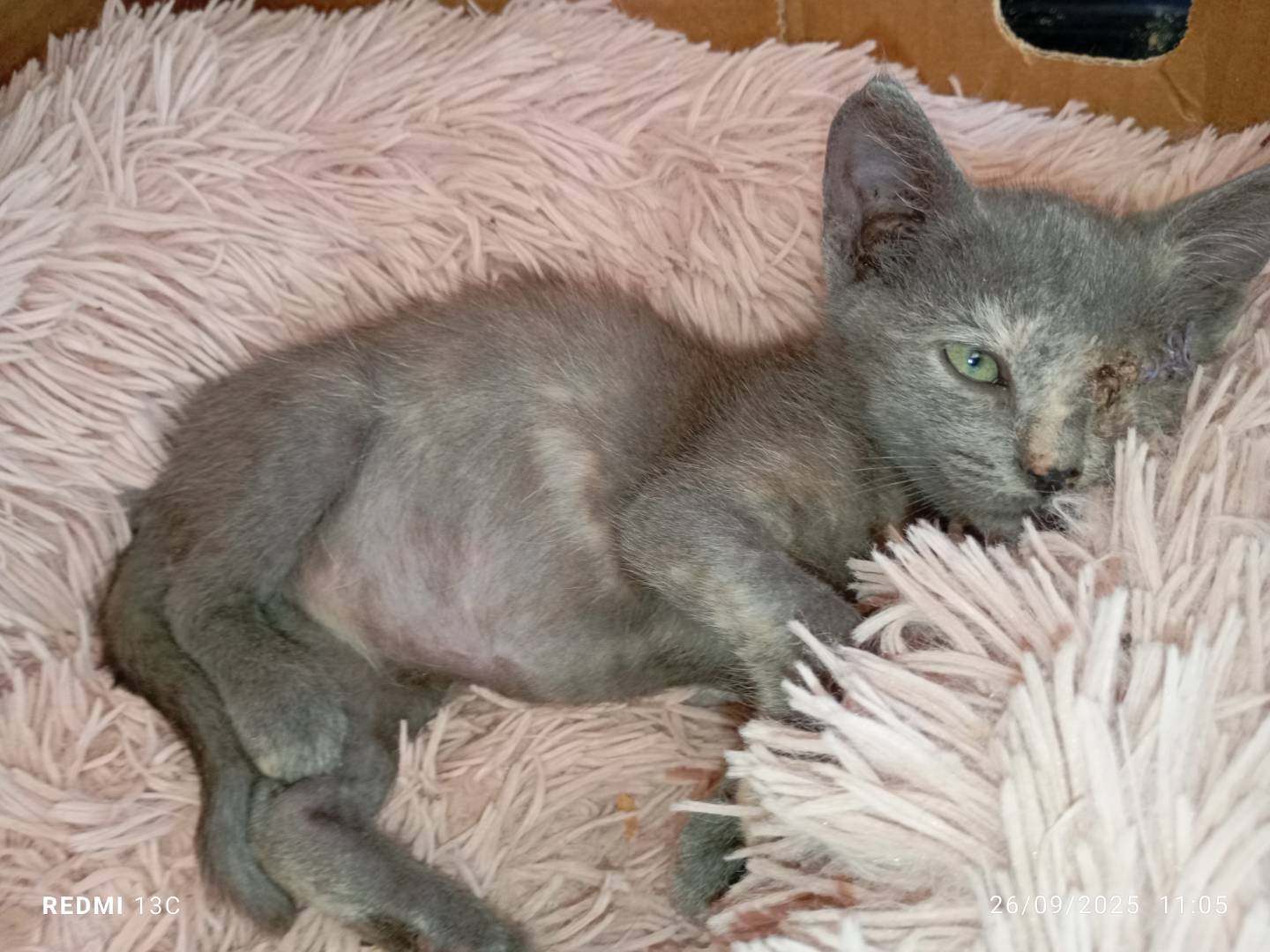 Adotta un gatto, femmina, 3 mesi, Latina