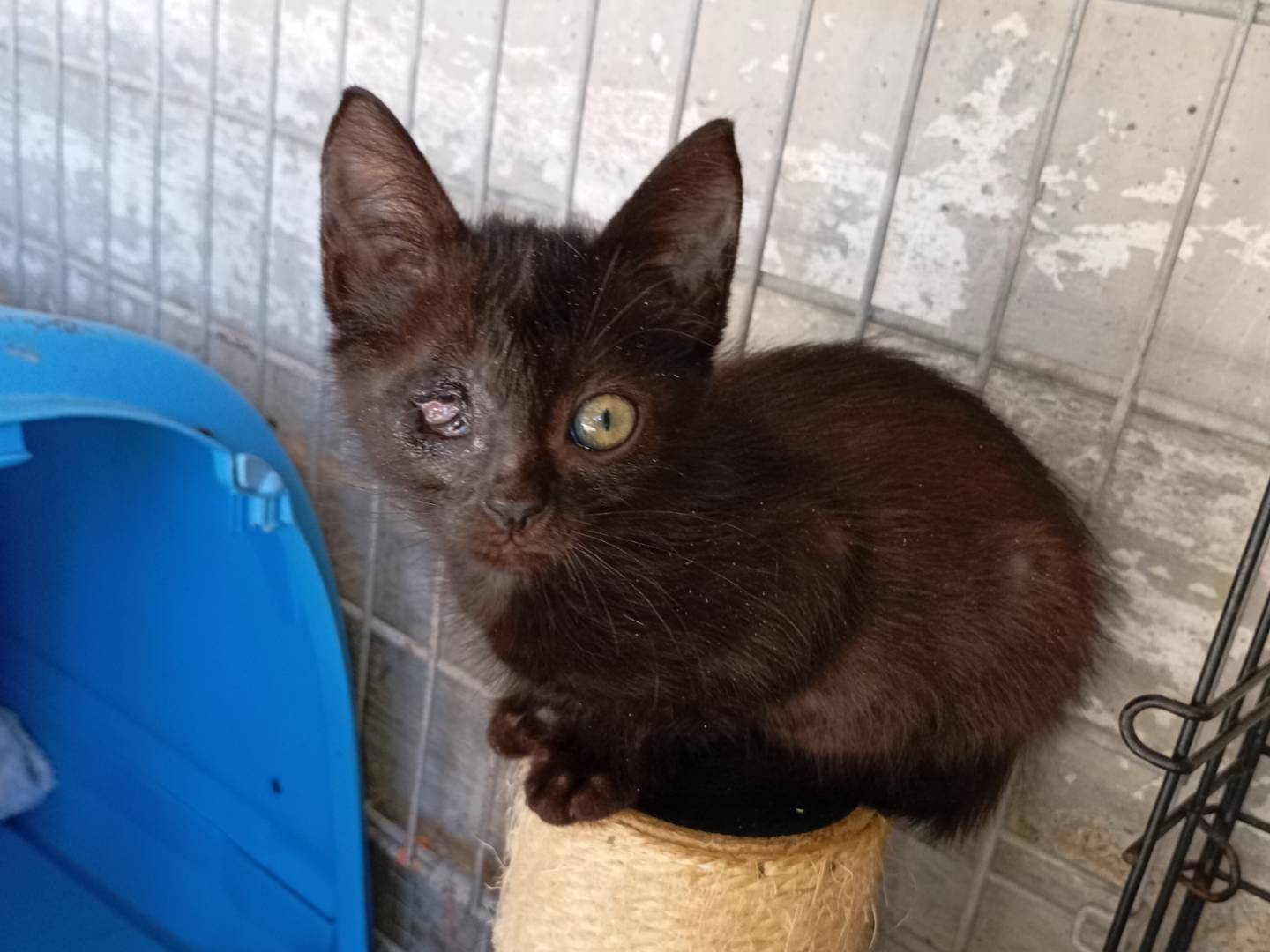 Adozione gatto, femmina, Razza sconosciuta Razza sconosciuta, 3 mesi, taglia non valida, Latina