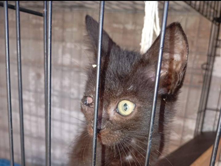 Adotta un gatto, femmina, 3 mesi, Latina
