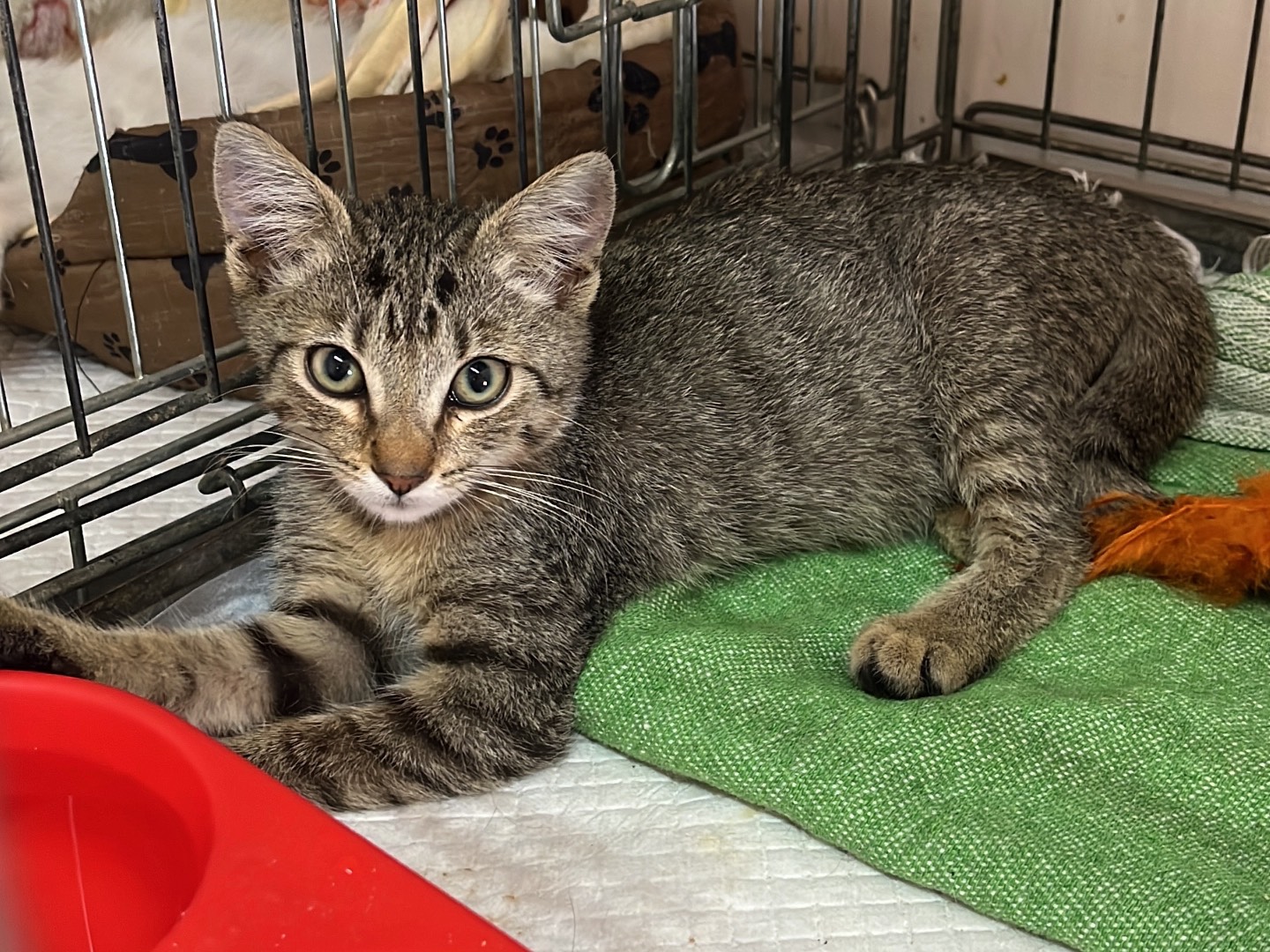 Adozione gatto, femmina, Razza sconosciuta Razza sconosciuta, 2 mesi, taglia non valida, Potenza