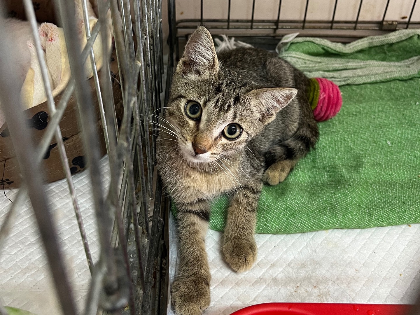 Adotta un gatto, femmina, 2 mesi, Potenza