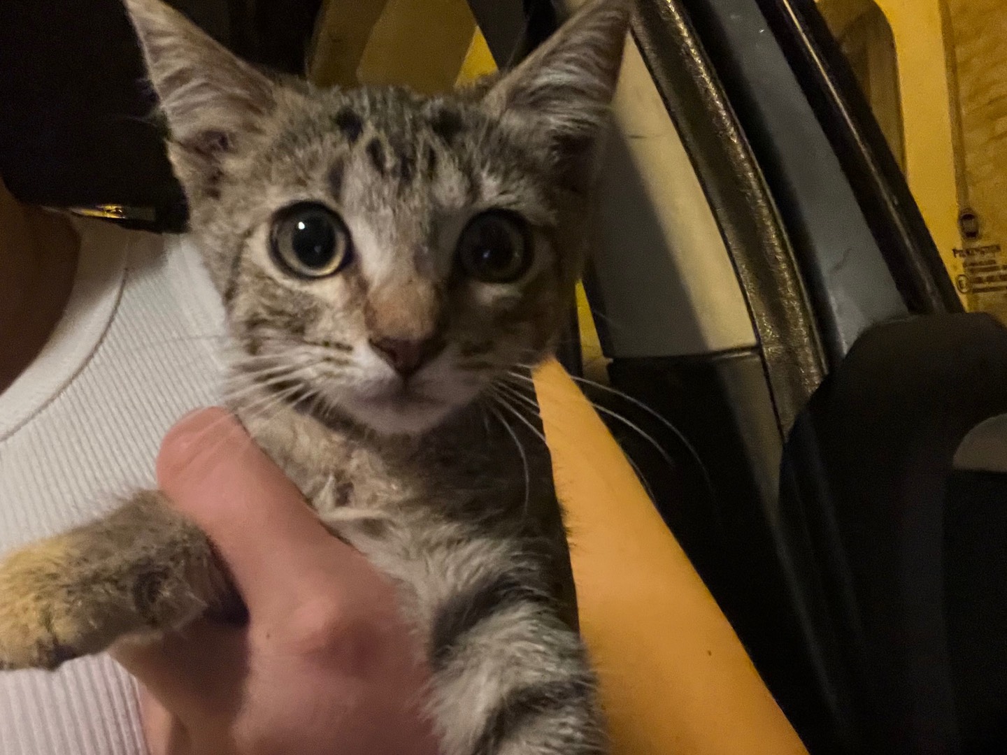 Adotta un gatto, taglia non valida, femmina, Potenza