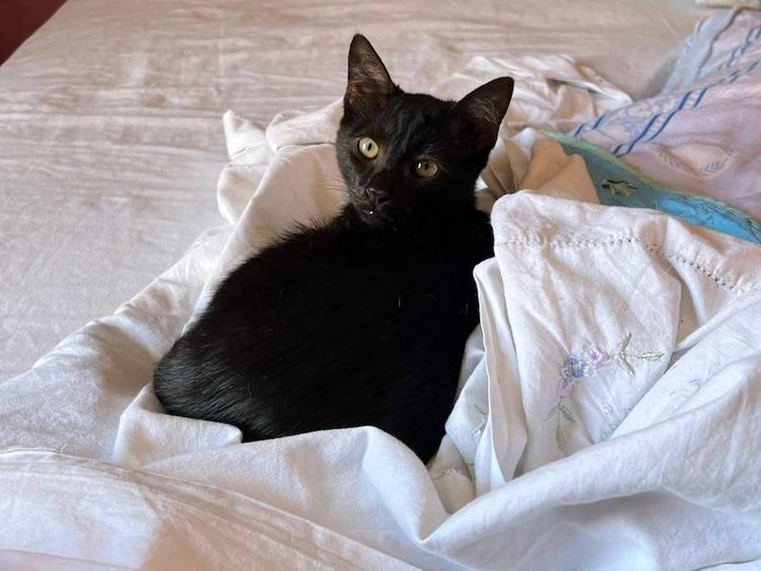 Adozione gatto, maschio, Razza sconosciuta Razza sconosciuta, 1 mesi, taglia non valida, Vibo