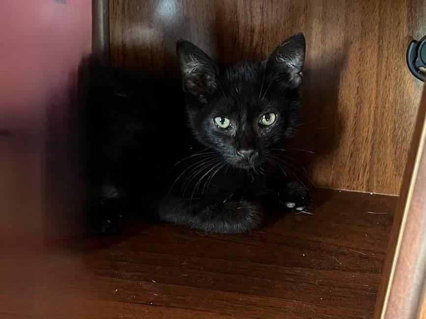 Adotta un gatto, maschio, 1 mesi, Vibo