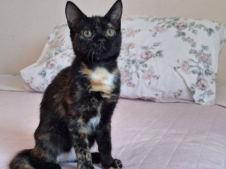 Adotta un gatto, taglia non valida, femmina, Genova