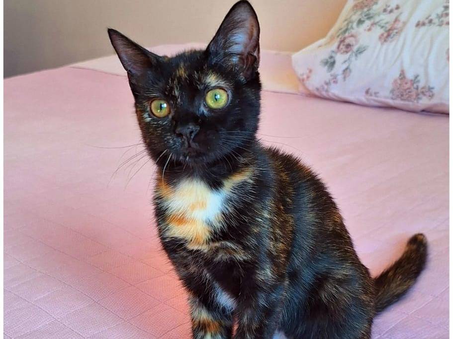 Vuoi adottare un gatto a Genova?