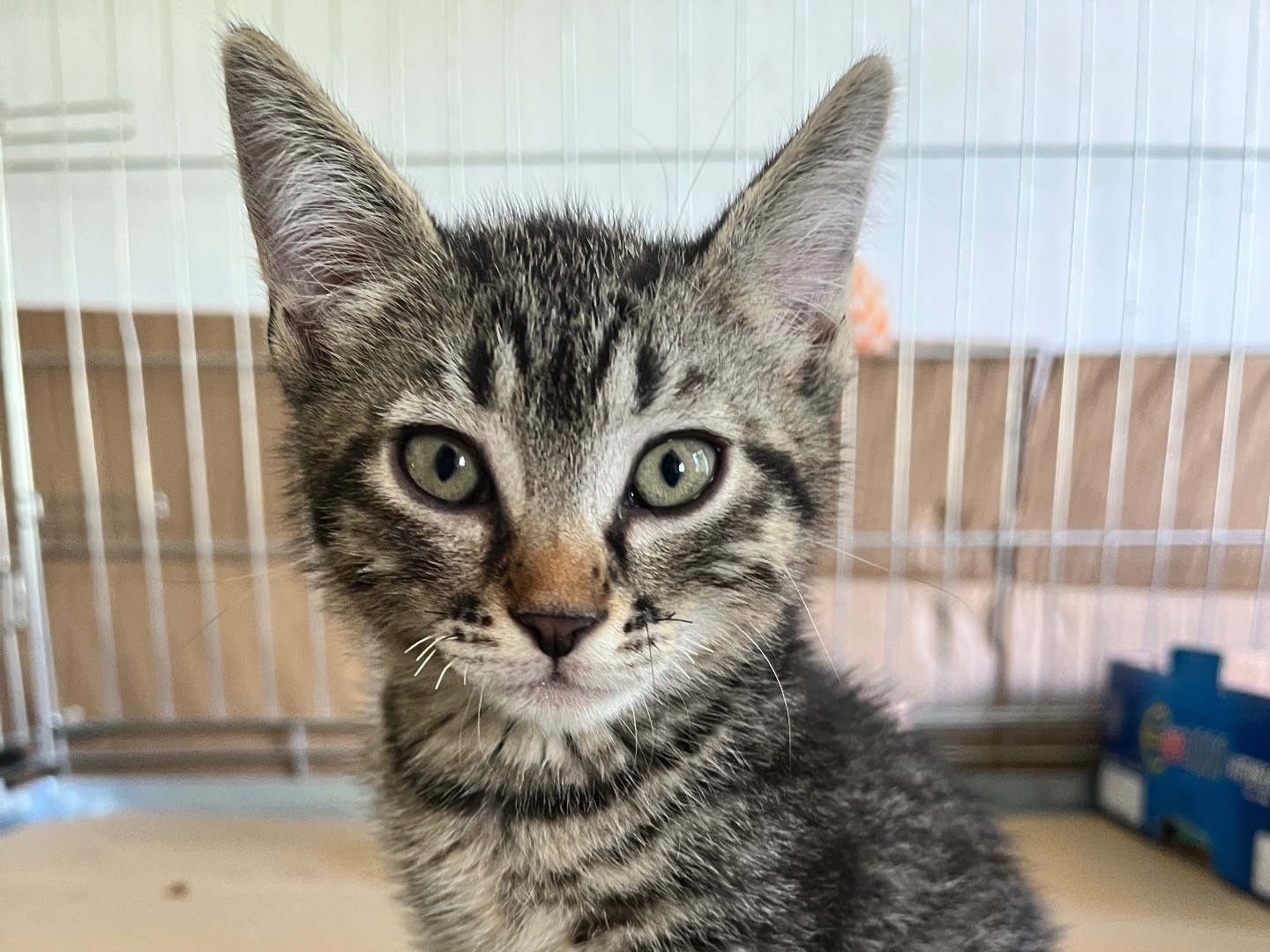 Adozione gatto, femmina, Razza sconosciuta Razza sconosciuta, 2 mesi, taglia non valida, Padova