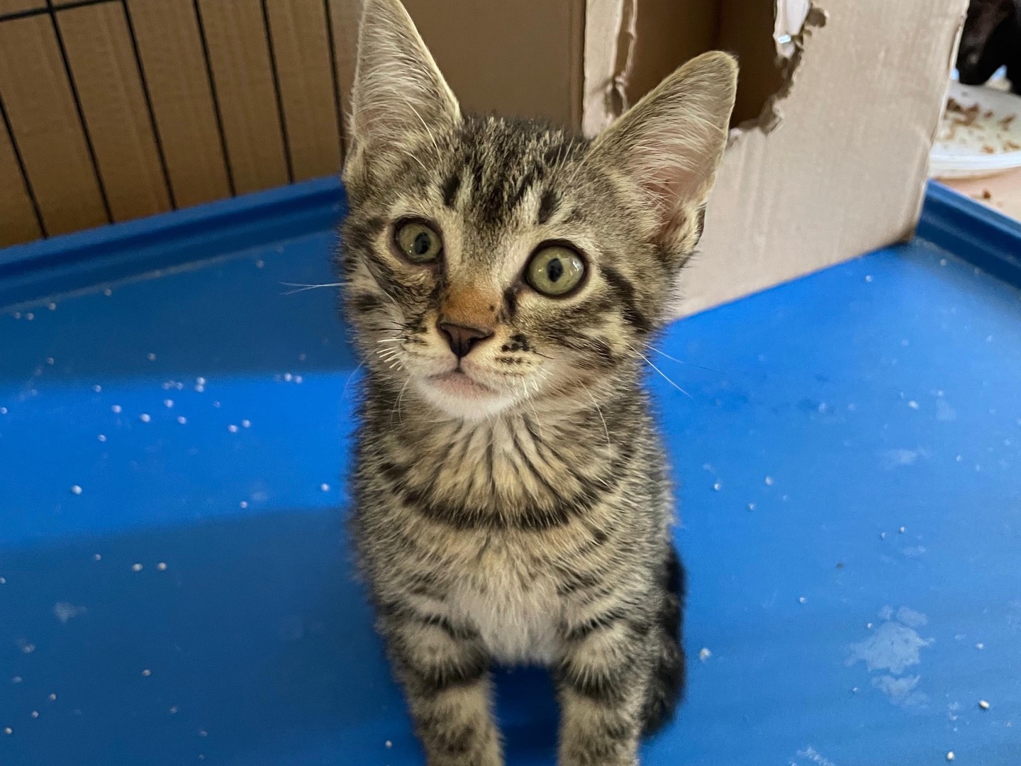 Adotta un gatto, femmina, 2 mesi, Padova