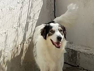 Adozione cane, maschio, Razza sconosciuta Razza sconosciuta, 4 anni e 3 mesi, taglia grande, Crotone