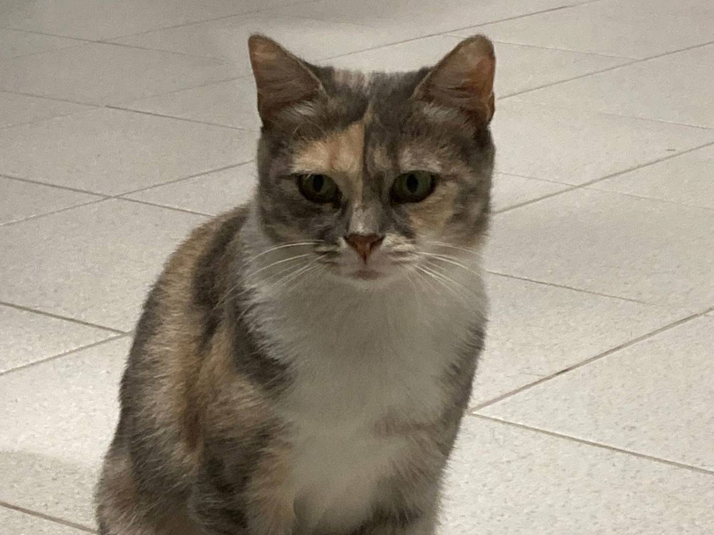 Adozione gatto, femmina, Razza sconosciuta Razza sconosciuta, 9 mesi, taglia non valida, Perugia