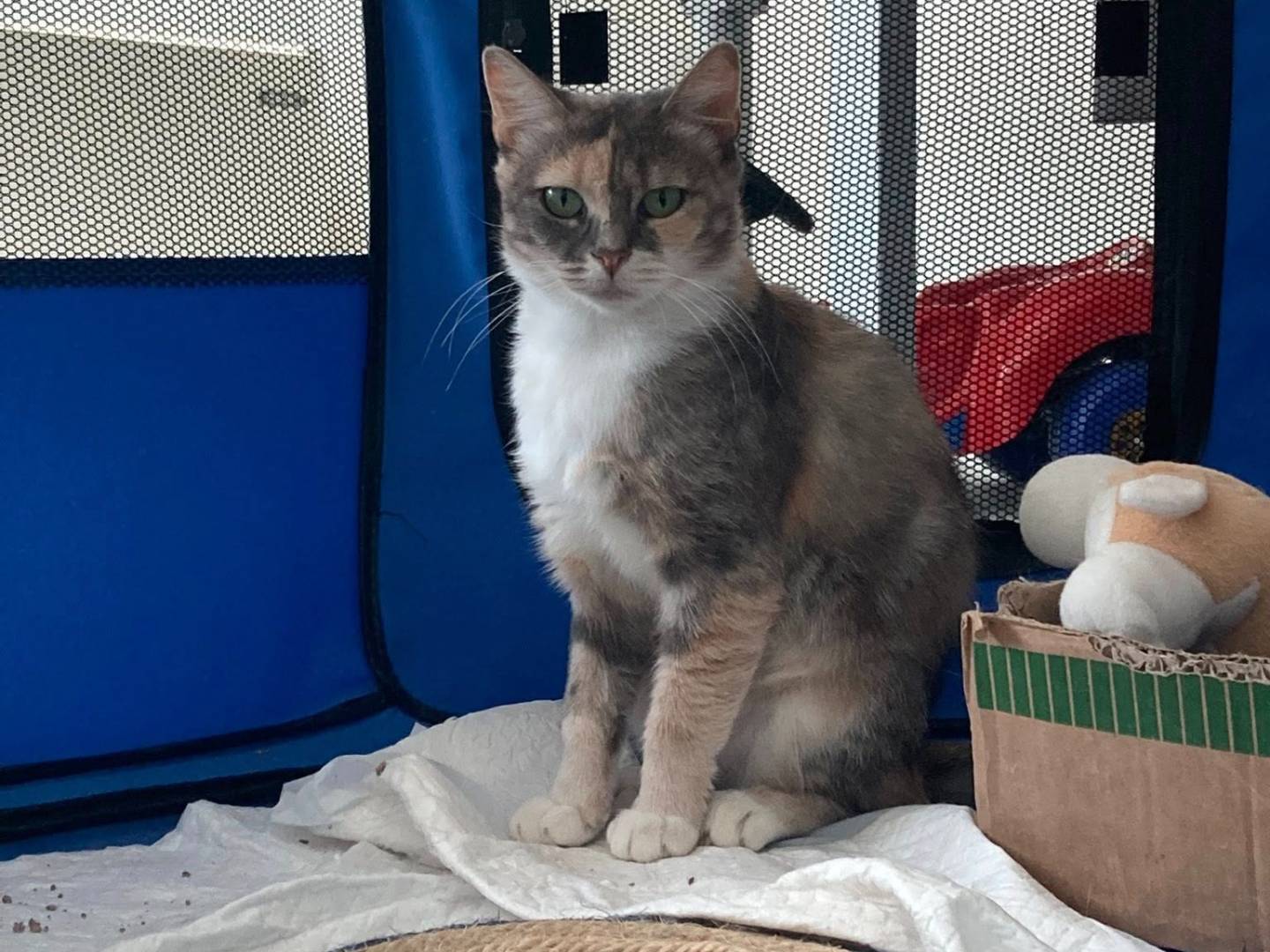 Adotta un gatto, taglia non valida, femmina, Perugia