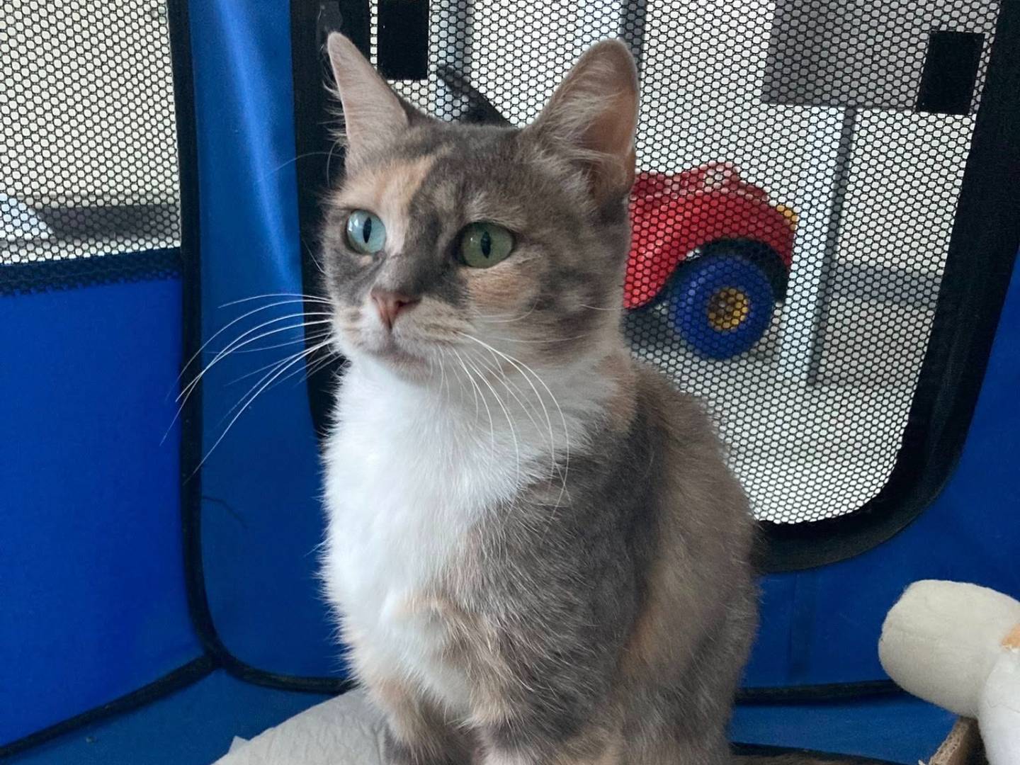 Vuoi adottare un gatto a Perugia?