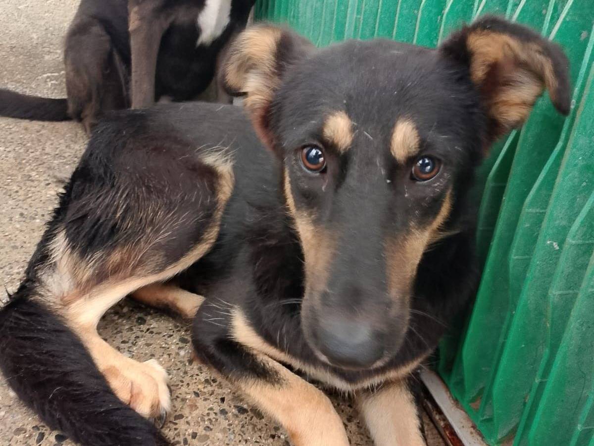 Adozione cane, femmina, Razza sconosciuta Razza sconosciuta, 5 anni e 3 mesi, taglia media, Crotone