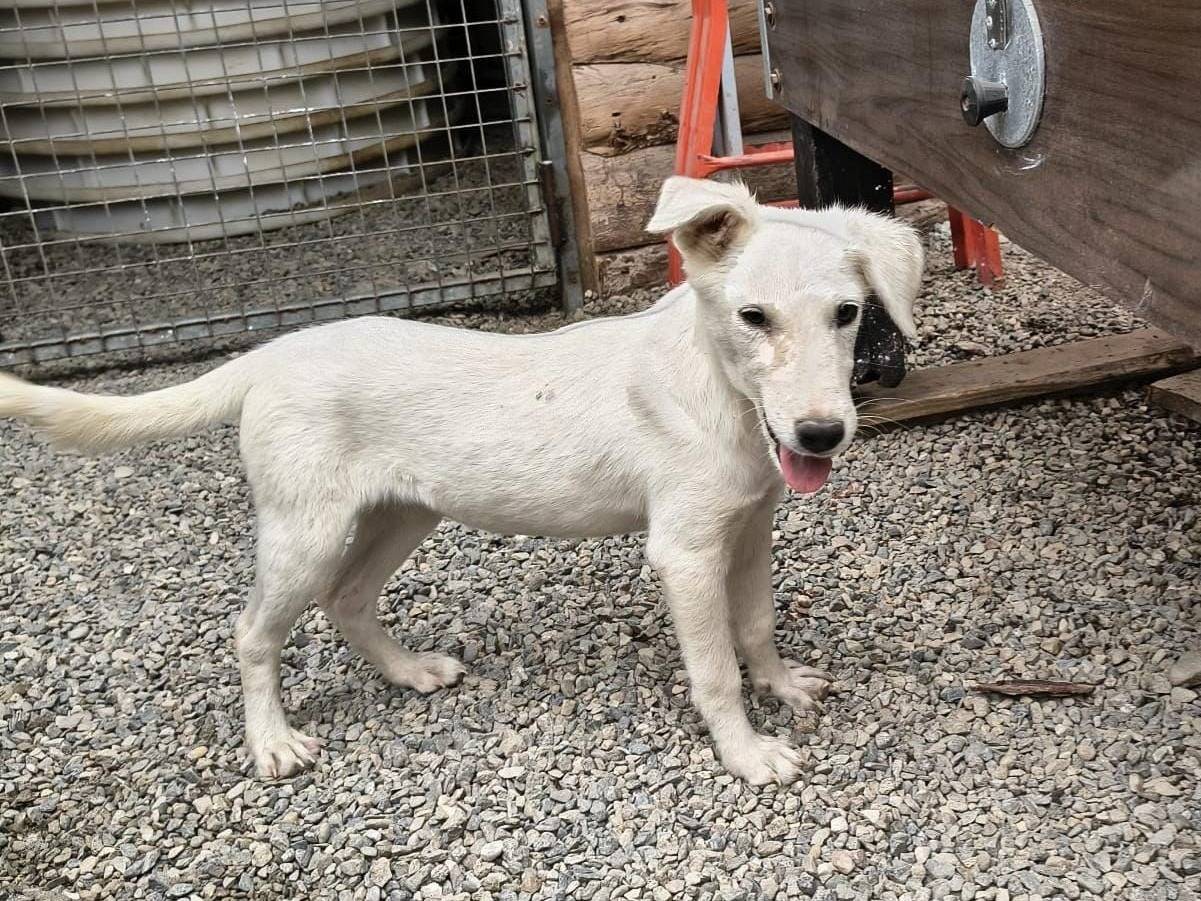 Adozione cane, femmina, Razza sconosciuta Razza sconosciuta, 7 mesi, taglia media contenuta, Crotone
