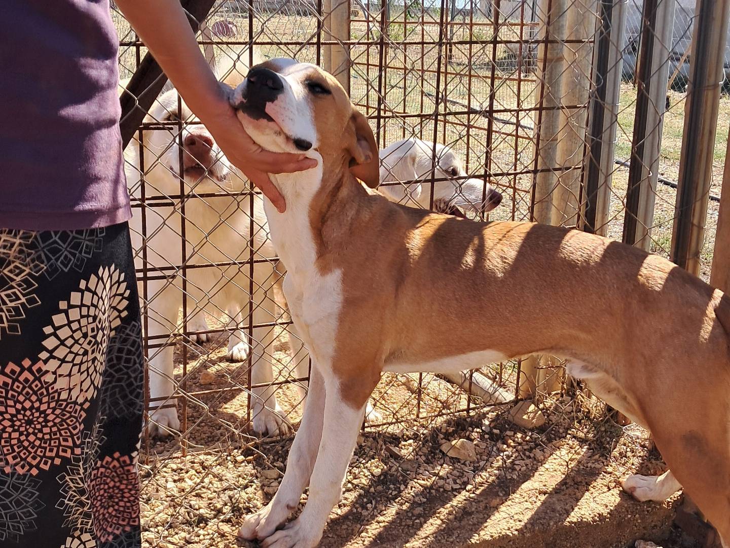Adotta il cane Giulio a Agrigento