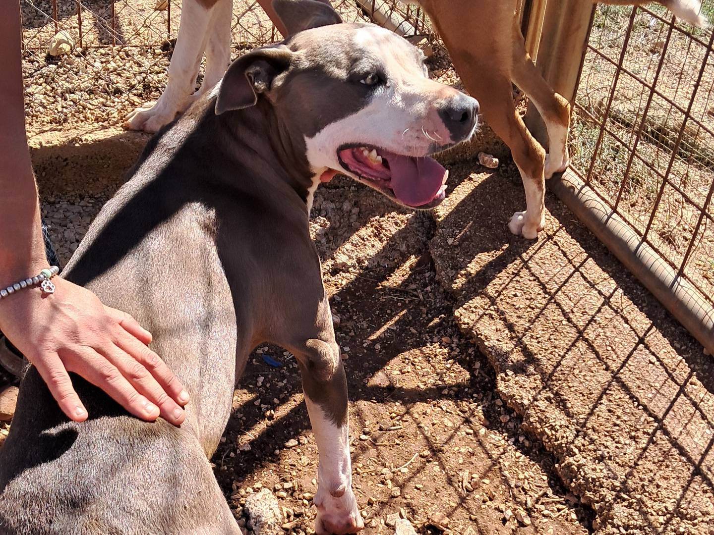 Adotta un cane, femmina, 3 anni e 7 mesi, Agrigento