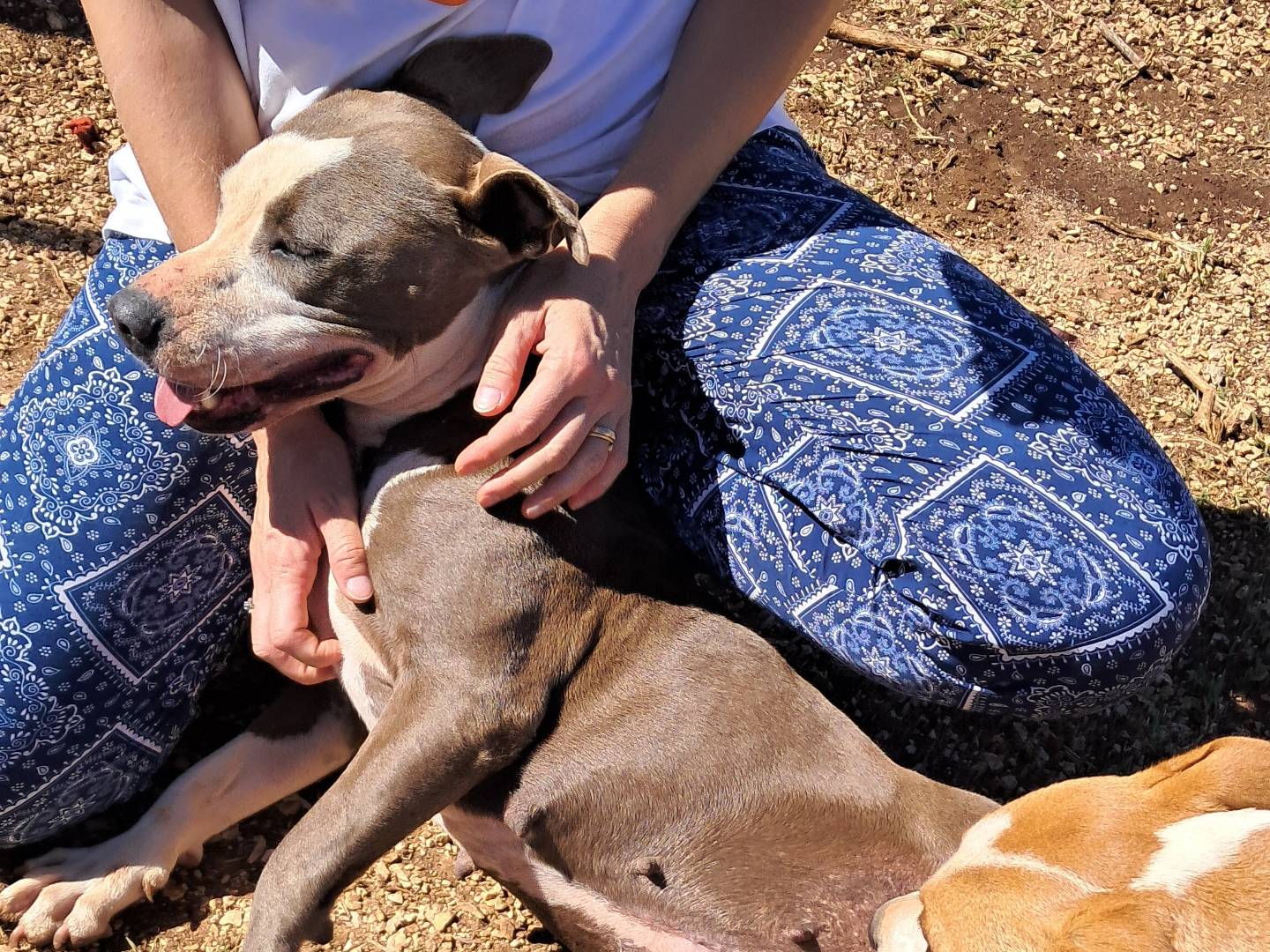 Adotta un cane, taglia media, femmina, Agrigento