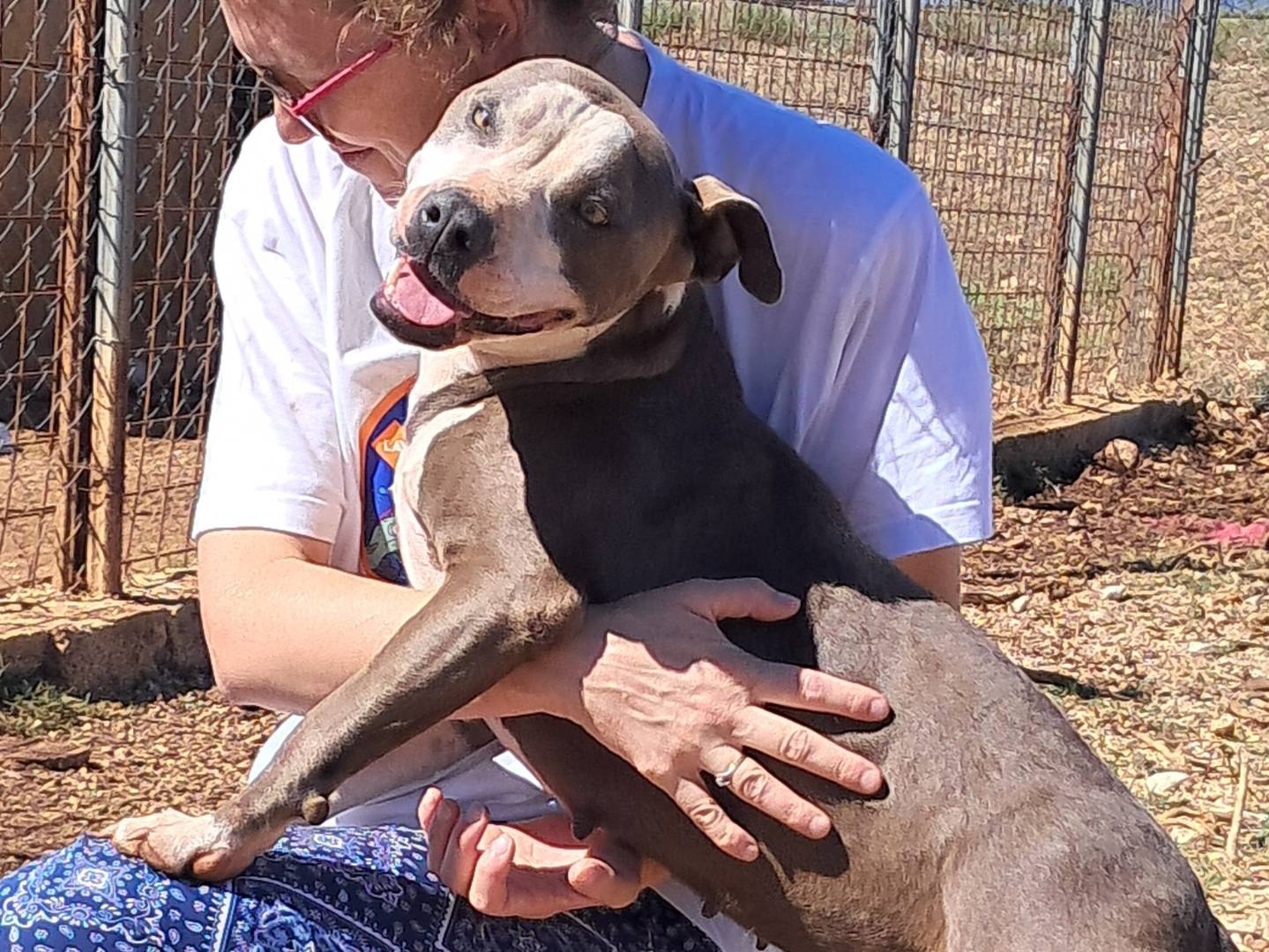 Vuoi adottare un cane a Agrigento?