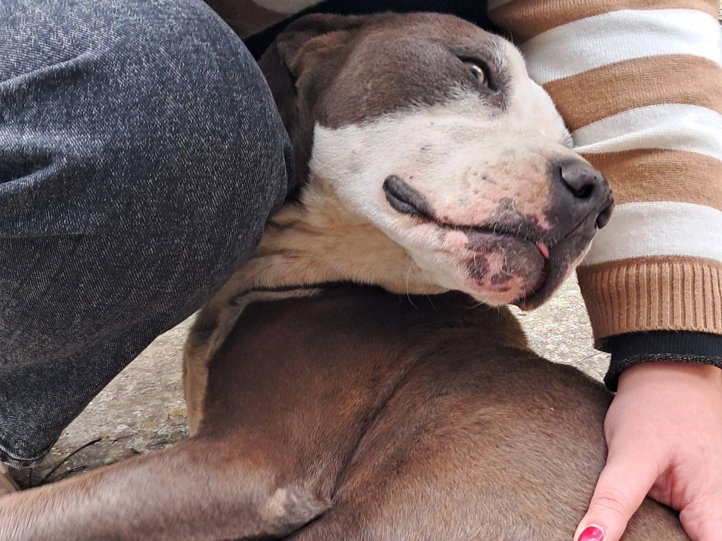 Adotta il cane Gioia a Agrigento