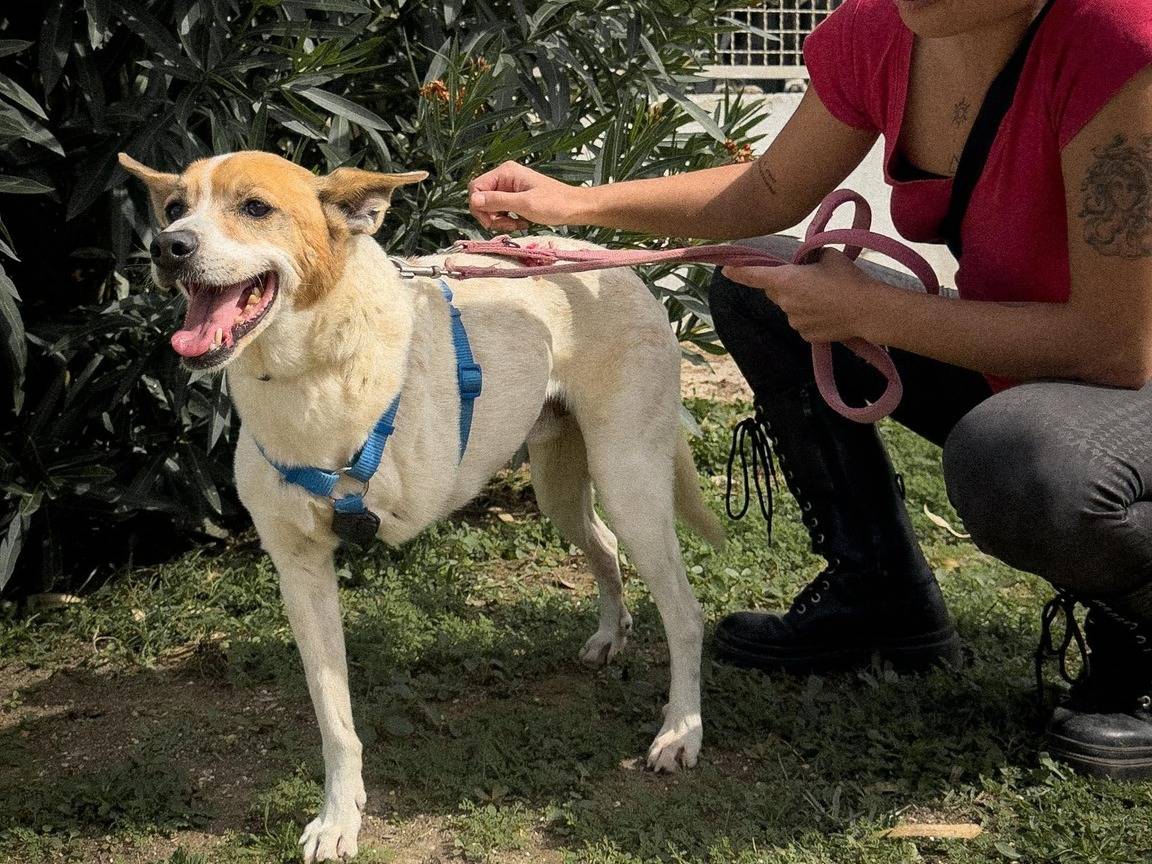 Adotta un cane, taglia media contenuta, maschio, Caserta