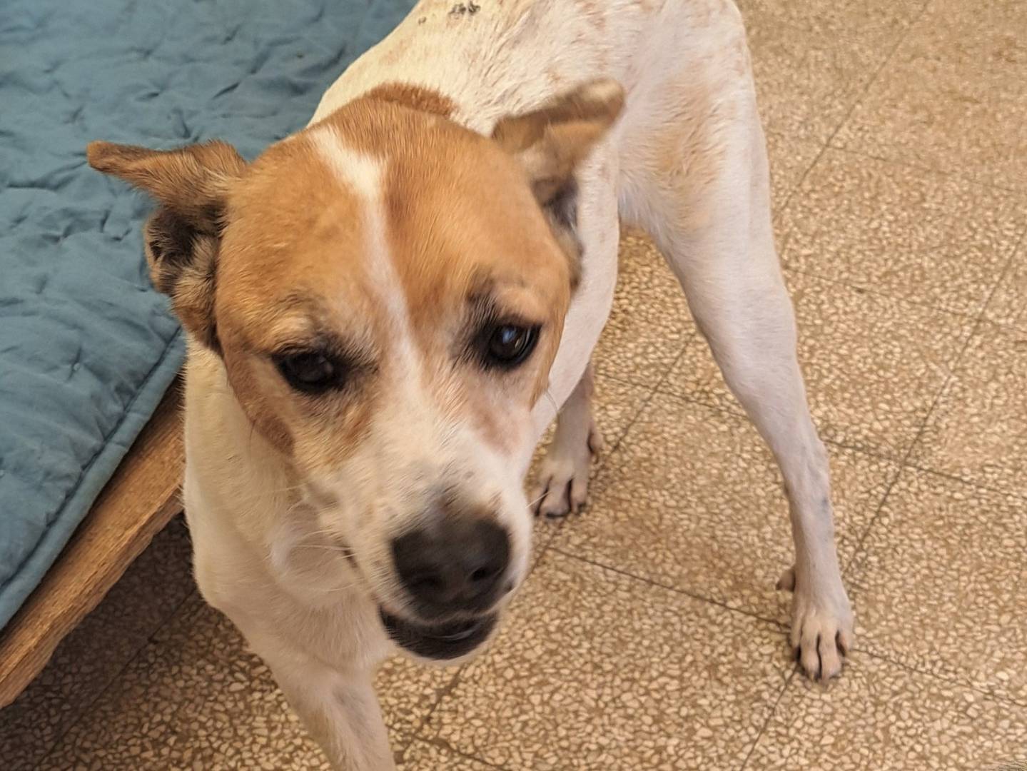 Adotta il cane Cyrano  a Caserta