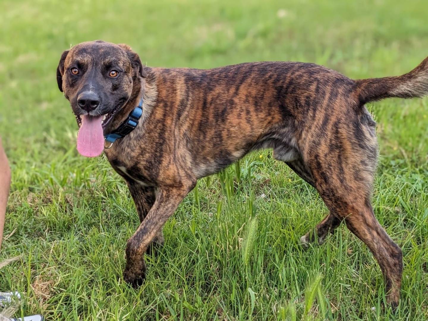 Adozione cane, maschio, Razza sconosciuta Razza sconosciuta, 3 anni e 2 mesi, taglia media, Caserta