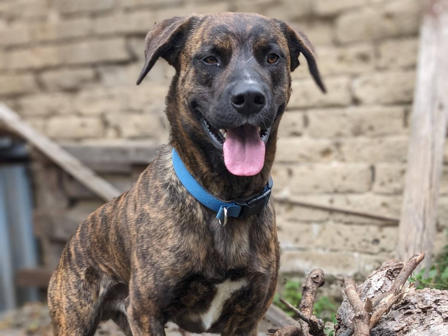 Adotta un cane, maschio, 3 anni e 2 mesi, Caserta