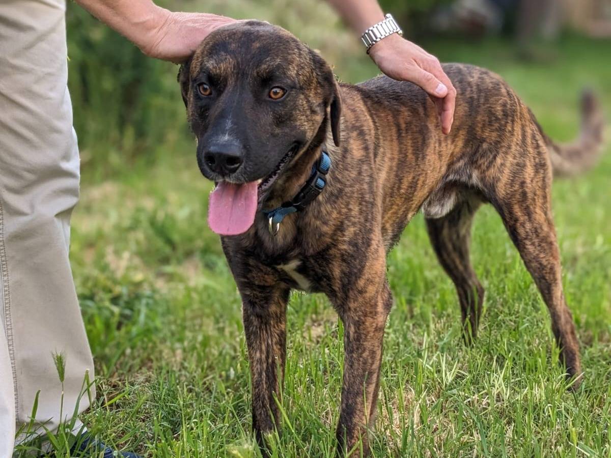 Vuoi adottare un cane a Caserta?