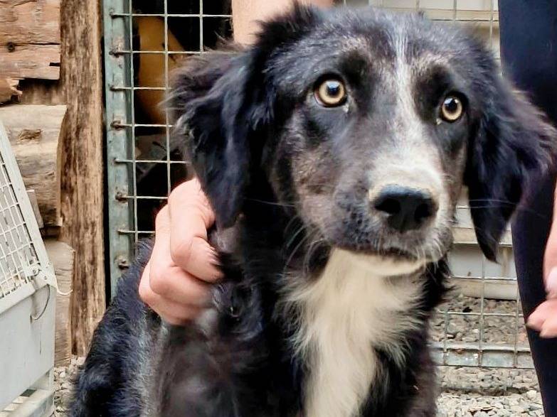 Adozione cane, maschio, Razza sconosciuta Razza sconosciuta, 5 mesi, taglia media contenuta, Crotone