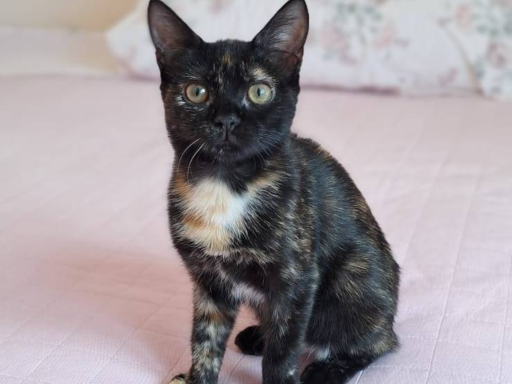 Adozione gatto, femmina, Razza sconosciuta Razza sconosciuta, 3 mesi, taglia non valida, Genova