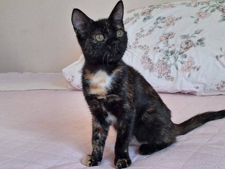 Adotta un gatto, femmina, 3 mesi, Genova