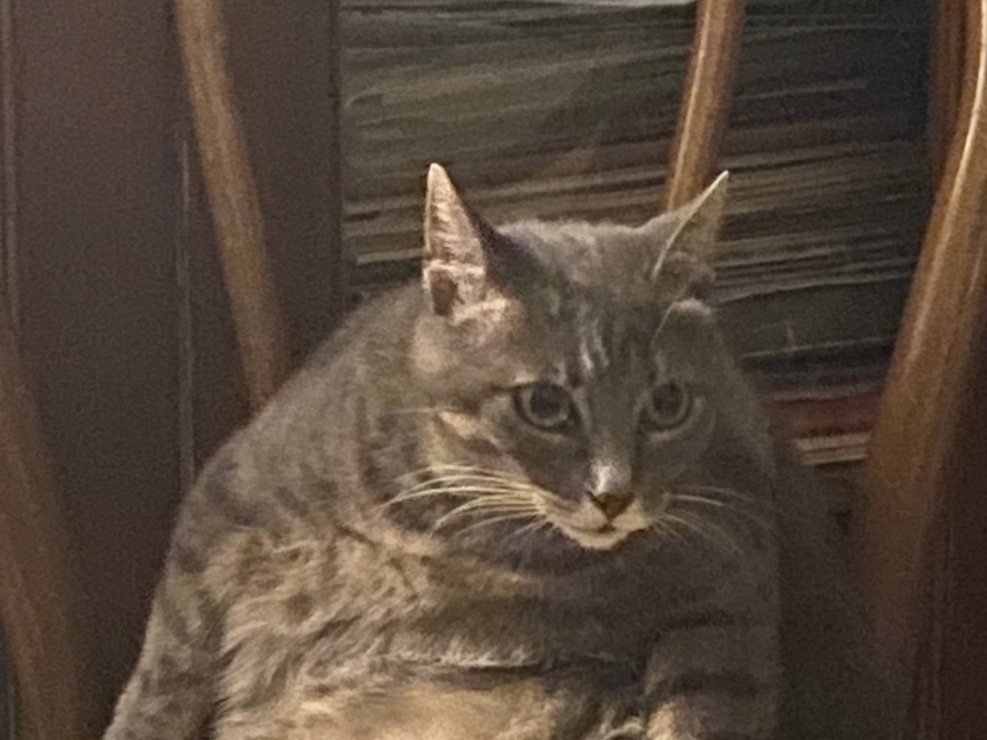 Adozione gatto, femmina, Razza sconosciuta Razza sconosciuta, 9 anni e 3 mesi, taglia non valida, Chieti