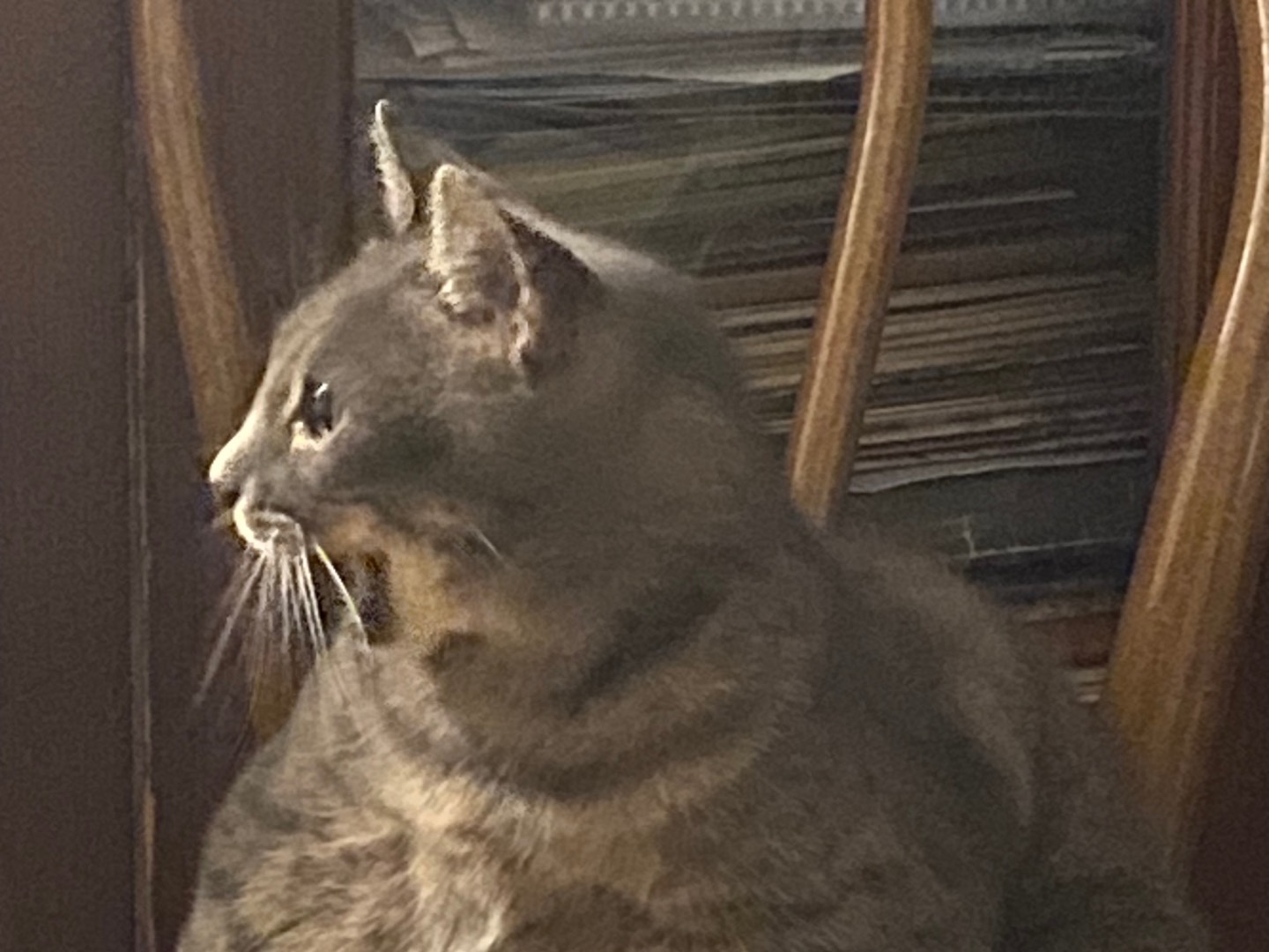 Adotta un gatto, femmina, 9 anni e 3 mesi, Chieti