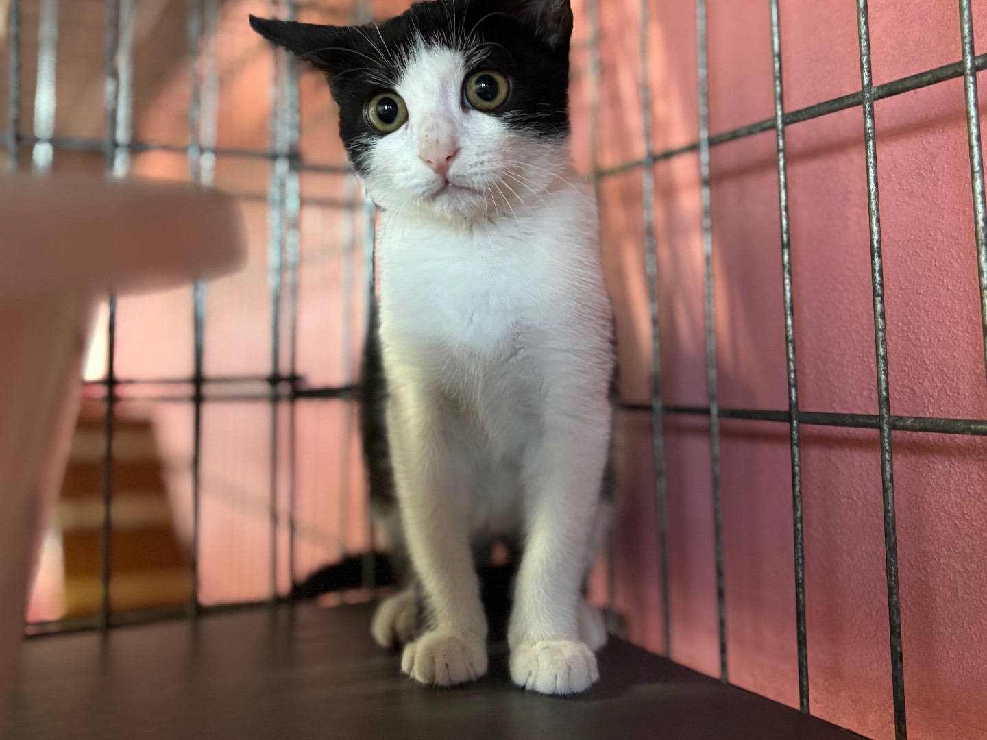 Adozione gatto, femmina, Razza sconosciuta Razza sconosciuta, 3 mesi, taglia non valida, Brescia