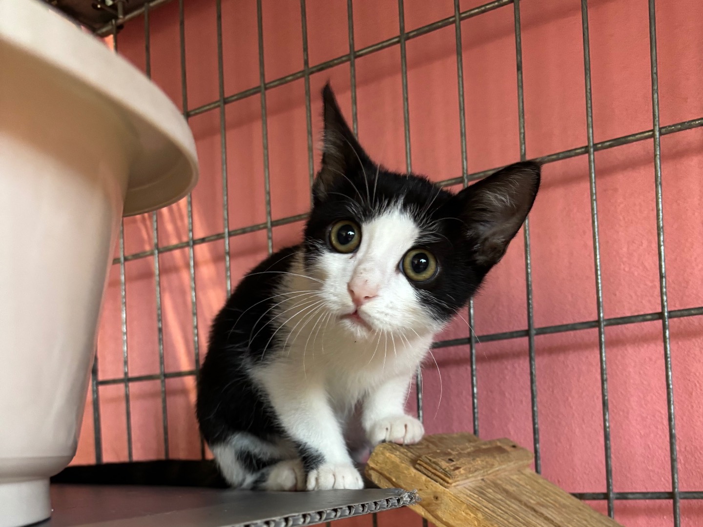 Adotta un gatto, femmina, 3 mesi, Brescia
