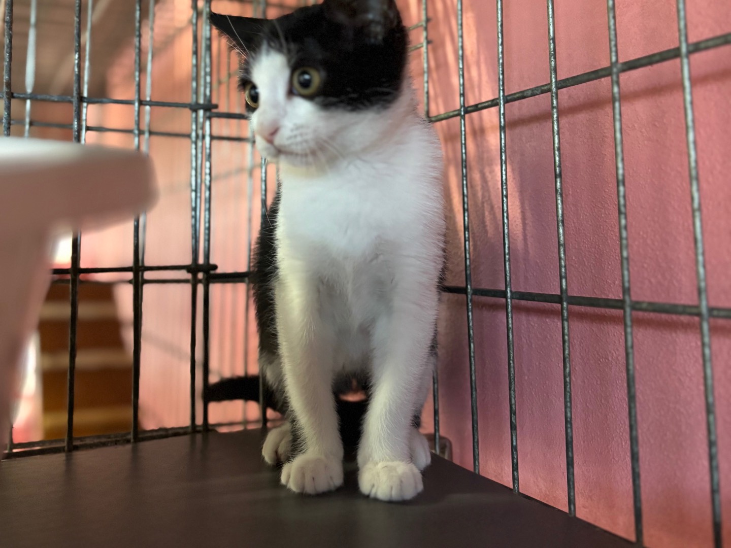 Adotta un gatto, taglia non valida, femmina, Brescia