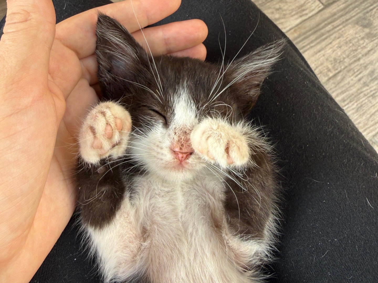 Adotta il gatto Annetta a Enna