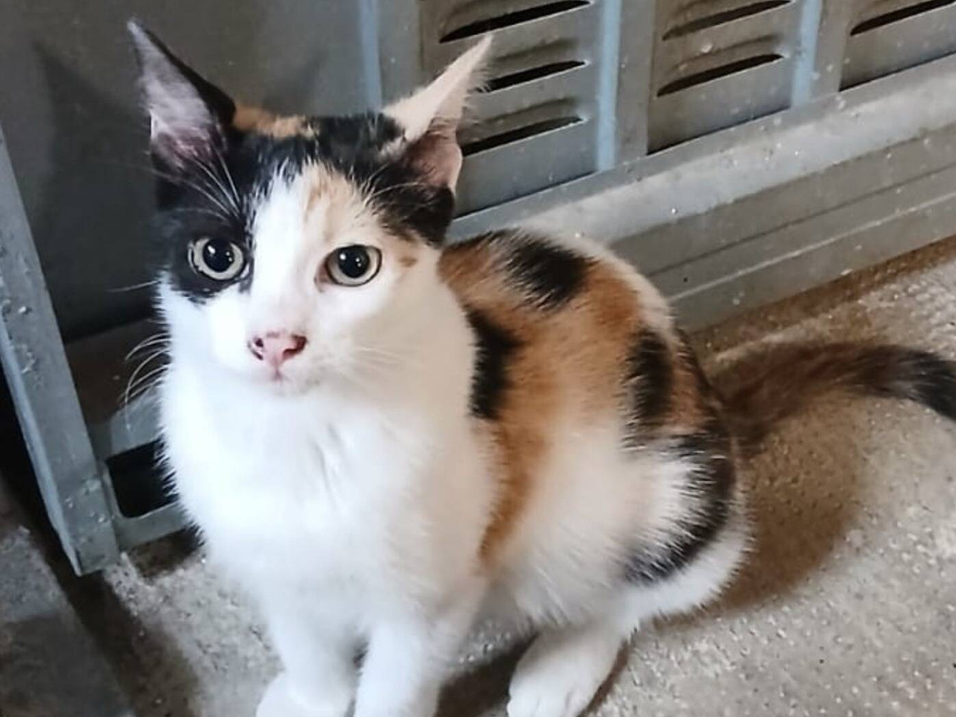 Adozione gatto, femmina, Razza sconosciuta Razza sconosciuta, 5 mesi, taglia non valida, Torino