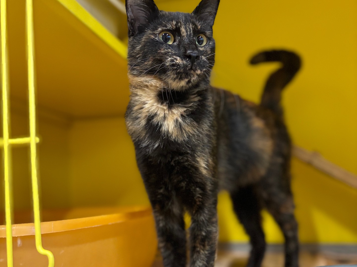 Adozione gatto, femmina, Razza sconosciuta Razza sconosciuta, 1 anno e 5 mesi, taglia non valida, Brescia
