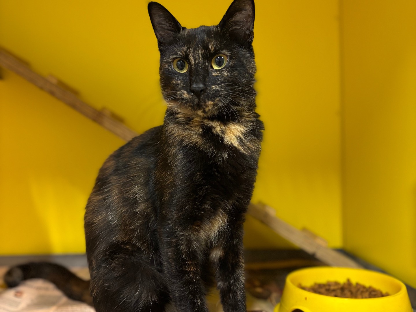 Adotta un gatto, femmina, 1 anno e 5 mesi, Brescia